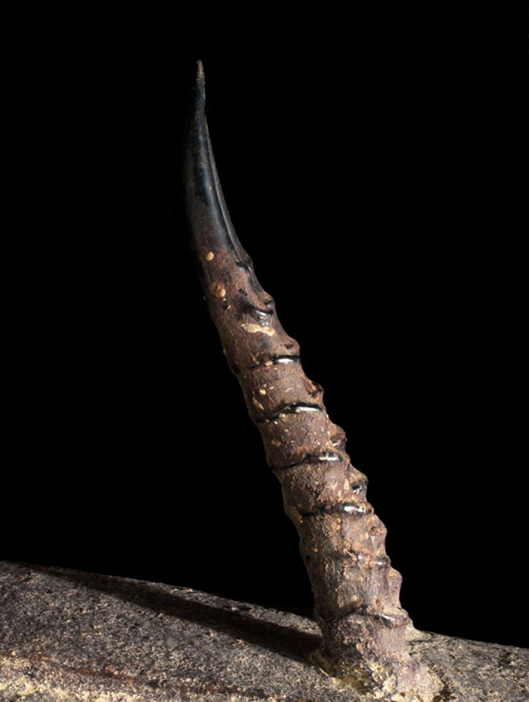 P6218692
