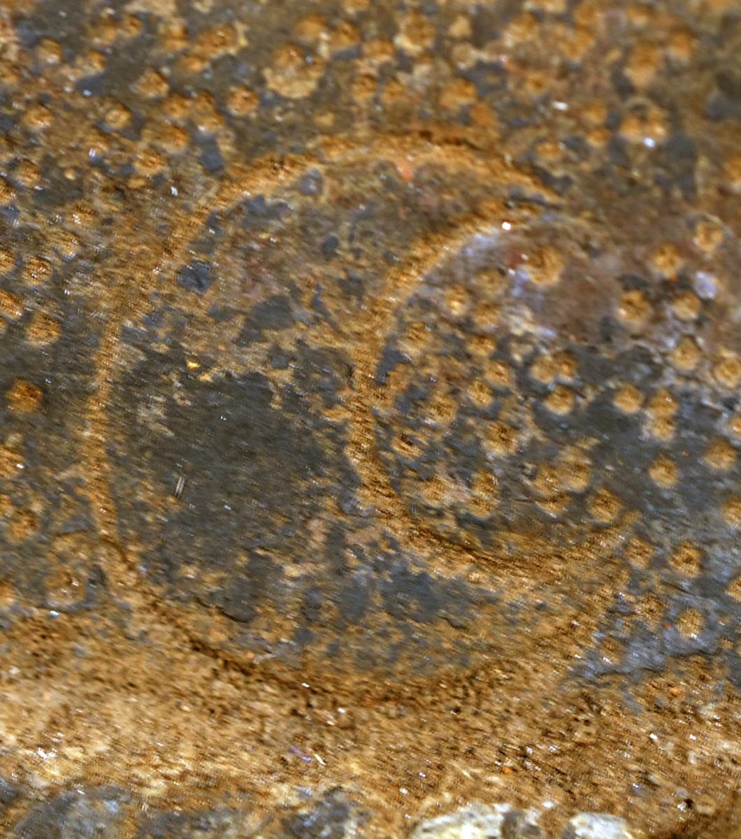 BSC03446