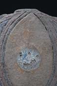 WMJ03172